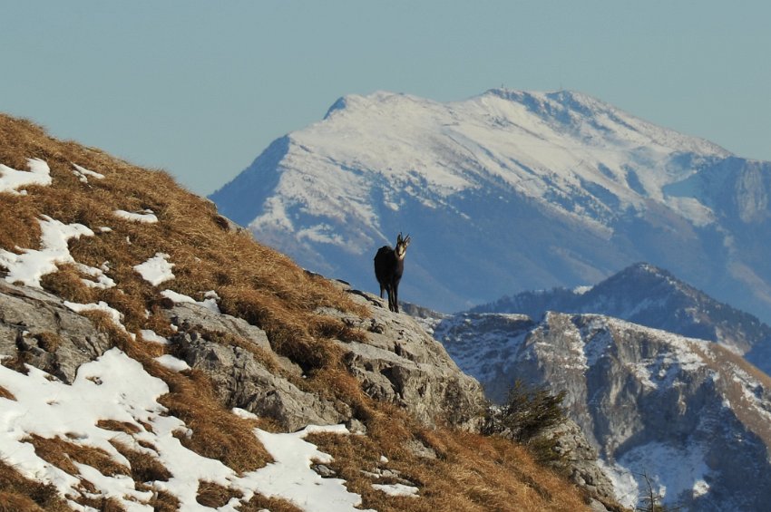 73 - Camoscio - sullo sfondo il Monte Guglielmo.JPG
